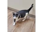 Adopt Mama Lily a Gray or Blue (Mostly) Domestic Shorthair / Mixed cat in