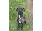 Adopt Bailey a Mastiff / Mixed dog in Comox, BC (41395564)