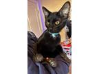 Adopt Scout Heartz a All Black Domestic Shorthair / Domestic Shorthair / Mixed