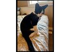 Adopt Leo Heartz a All Black Domestic Shorthair / Domestic Shorthair / Mixed cat