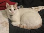 Adopt Toast & Peanut a White (Mostly) American Shorthair / Mixed (short coat)