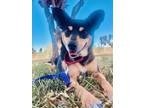 Adopt Hazel a Mixed Breed (Medium) / Mixed dog in Mipiltas, CA (41330658)