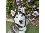Adopt Loki a Siberian Husky / Mixed dog in Oceanside, CA (41019911)