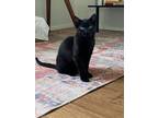 Adopt Binx a All Black Domestic Shorthair / Mixed Breed (Medium) / Mixed (short