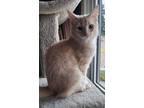 Adopt Shino a Orange or Red Domestic Shorthair / Domestic Shorthair / Mixed cat