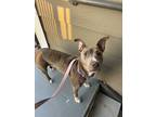 Adopt Violet a Brown/Chocolate - with Black American Staffordshire Terrier /