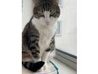 Adopt Kehlia a White (Mostly) Domestic Shorthair / Mixed (short coat) cat in