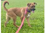 Adopt Leo a Boxer / Mixed dog in St. Francisville, LA (41239231)