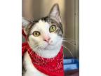 Adopt Ralph Lauren a Domestic Shorthair / Mixed (short coat) cat in Jonesboro