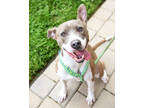 Adopt Jhene a Brindle Mixed Breed (Medium) / Mixed dog in Fallston