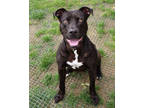Adopt Jonny Quest a Black Mixed Breed (Large) / Mixed dog in Fallston