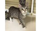 Adopt Heart a Gray or Blue Domestic Shorthair / Domestic Shorthair / Mixed cat