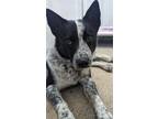 Adopt Rowdy a Australian Cattle Dog / Mixed dog in Tool, TX (41392549)