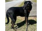 Adopt Migo a Black - with Tan, Yellow or Fawn Labrador Retriever / Mixed dog in