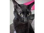 Adopt Junior a All Black American Wirehair / Mixed (medium coat) cat in Terrell