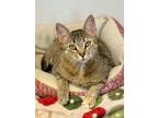 Adopt 1/9/24 - Momma Molly a Domestic Shorthair / Mixed (short coat) cat in