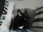 Adopt Midnight a Black & White or Tuxedo Bombay / Mixed (short coat) cat in