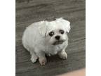 Adopt Roadie a White Shih Tzu / Mixed dog in San Antonio, TX (41407056)