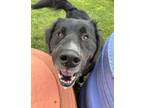 Adopt Aldo a Anatolian Shepherd / Labrador Retriever / Mixed dog in Sioux City