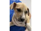 Adopt Steven a Labrador Retriever / Mixed dog in Houston, TX (41400952)