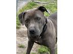Adopt Dior a Gray/Blue/Silver/Salt & Pepper Mixed Breed (Large) / Mixed dog in