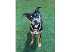 Adopt Neveah a Black American Pit Bull Terrier / Mixed Breed (Medium) / Mixed