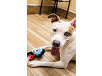 Adopt Peaches a White American Pit Bull Terrier / Mixed Breed (Medium) / Mixed