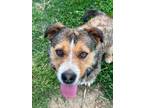 Adopt Tate a Black Basset Hound / Australian Cattle Dog / Mixed dog in Medfield