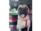 Adopt Puggy a Tan/Yellow/Fawn - with Black Pug / Mixed dog in Whittier