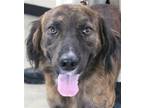 Adopt Ulric a Brindle Spaniel (Unknown Type) / Mixed dog in Carrollton