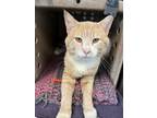 Adopt Stanley a Domestic Shorthair / Mixed cat in Birdsboro, PA (41372167)
