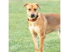 Adopt Bonnie a German Shepherd Dog / Pit Bull Terrier / Mixed dog in Clayton