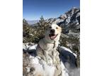 Adopt Bowie a White Great Pyrenees / Labrador Retriever / Mixed dog in Las