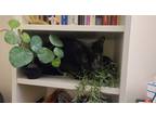 Adopt Xanadu /zenahdoo/ a All Black Domestic Shorthair / Mixed (short coat) cat