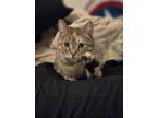 Adopt Bo a Brown Tabby Domestic Shorthair / Mixed (short coat) cat in San Diego