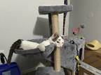 Adopt Syrus a White (Mostly) Domestic Shorthair / Mixed (medium coat) cat in