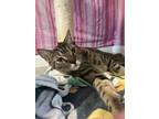 Adopt Tigreso a Domestic Shorthair / Mixed cat in Poughkeepsie, NY (40302946)