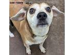 Adopt Sandy a Beagle / Mixed dog in Lexington, KY (41370773)