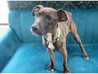 Adopt Isabela a American Pit Bull Terrier / Mixed dog in Fort Wayne