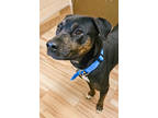 Adopt Terry a Black Labrador Retriever / Mixed Breed (Medium) / Mixed (short