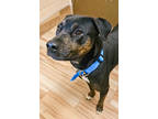 Adopt Terry a Black Labrador Retriever / Mixed dog in Burleson, TX (36047035)