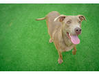 Adopt Callan a Tan/Yellow/Fawn American Pit Bull Terrier / Mixed Breed (Medium)