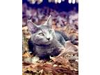Adopt Leroy a Gray or Blue Domestic Shorthair / Mixed (short coat) cat in