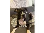Adopt Hazey a Black - with White American Pit Bull Terrier / Terrier (Unknown