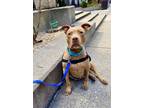 Adopt Mamacita a Mutt dog in New York, NY (41191928)