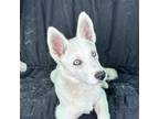 Adopt Streusel *Foster Needed* a White Siberian Husky / Mixed dog in Carrollton