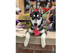 Adopt Remi a Siberian Husky / Mixed dog in Carrollton, TX (41275040)