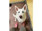 Adopt Veloute *Foster Needed* a White Siberian Husky / Mixed dog in Carrollton