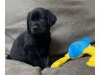 Adopt Fiona a Black Labrador Retriever / Mixed dog in Denton, TX (40891012)
