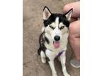 Adopt Pax a Siberian Husky / Mixed dog in Carrollton, TX (41274999)